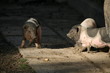 schweinerei