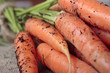 freshly picked carrots