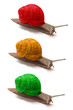 snail