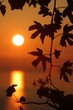 levé de soleil derriére une vigne,matin, village,
