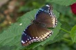 schmetterling