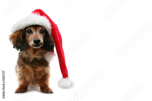 christmas dachshund