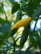 hot yellow peppers