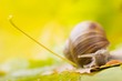 Foto: snail snail