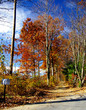 autumn lane