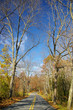 autumn lane