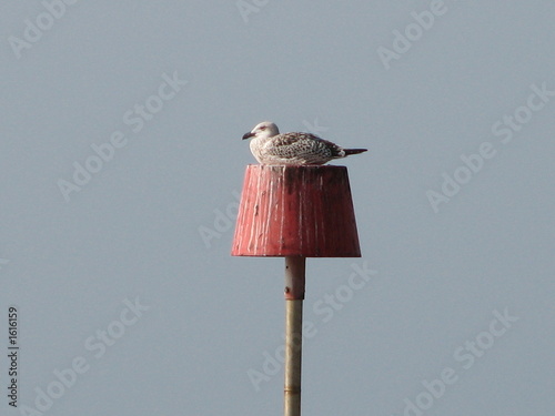 Photo: young gull on perch young gull on perch