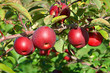 apple picking