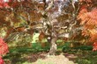 autumn colors