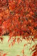 autumn colors