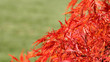 autumn colors
