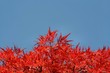 autumn colors
