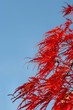 autumn colors