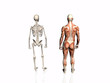 anatomy of the man with skeleton.. anatomy of the man with skeleton..