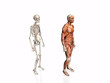 anatomy of the man with skeleton.. anatomy of the man with skeleton..