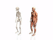 anatomy of the man with skeleton.. anatomy of the man with skeleton..