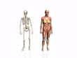 anatomy of the woman with skeleton. anatomy of the woman with skeleton.
