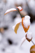 first snow 1
