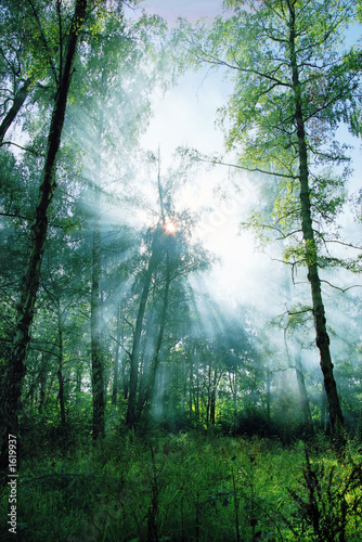 sun rays