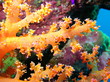 corail de mer rouge corail de mer rouge