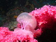 meduse sur une gorgone meduse sur une gorgone
