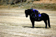 friesian love
