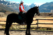 friesian equestrienne