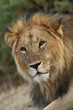 male lion