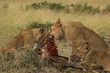 feedin lionesses