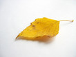 autumn leaf