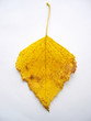 autumn leaf