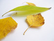autumn leaf