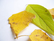 autumn leaf