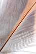 feather