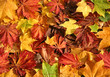 autumn leaves