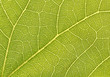 leaf macro