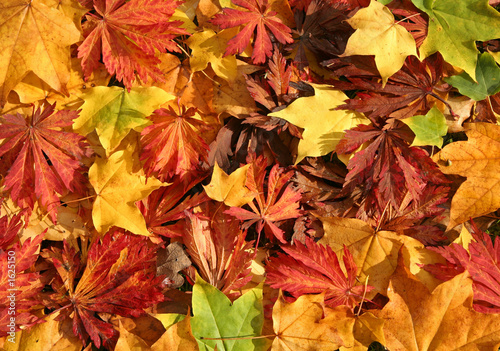 autumn leaves