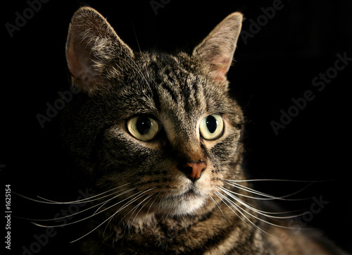 the cats whiskers