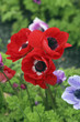 poppy flowers