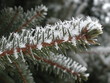 fur-tree in hoarfrost