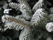 fur-tree in hoarfrost