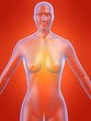 weibliche anatomie