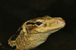 philippine water monitor