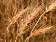 Photo: wheat wheat