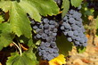 grappes de raisin rouge et feuilles de vigne