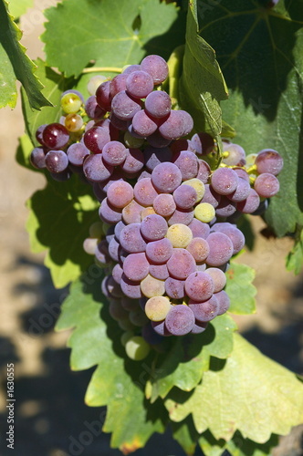 grappe de raisin rouge et feuilles de vigne