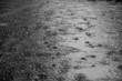 summer rain
