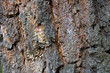 birch bark birch bark