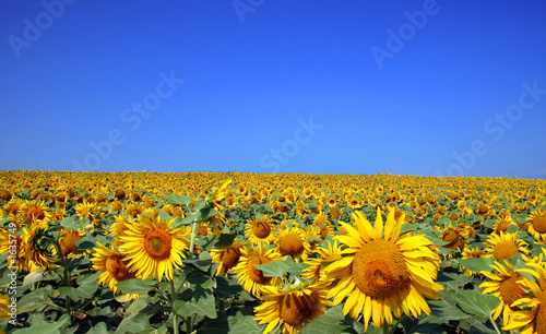champ de tournesols champ de tournesols