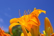 orange tiger lily